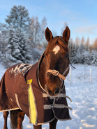 Gustava (c)Kaisla Kurkela