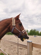 Robert nauttimassa kesästä